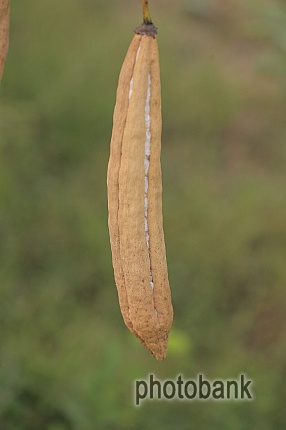 Farms - Cotton